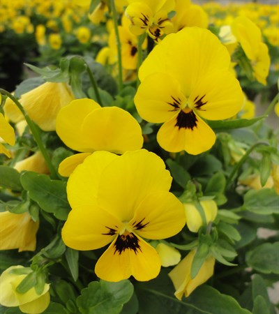 Viola Sorbet® XP Yellow Blotch